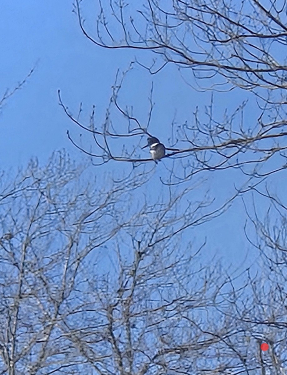 Belted Kingfisher - ML646415229