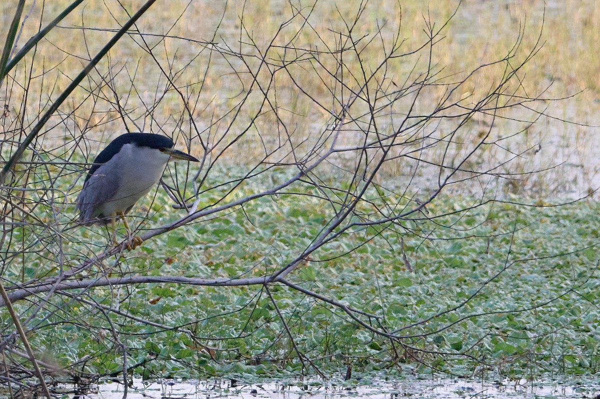 Black-crowned Night Heron - ML646415230