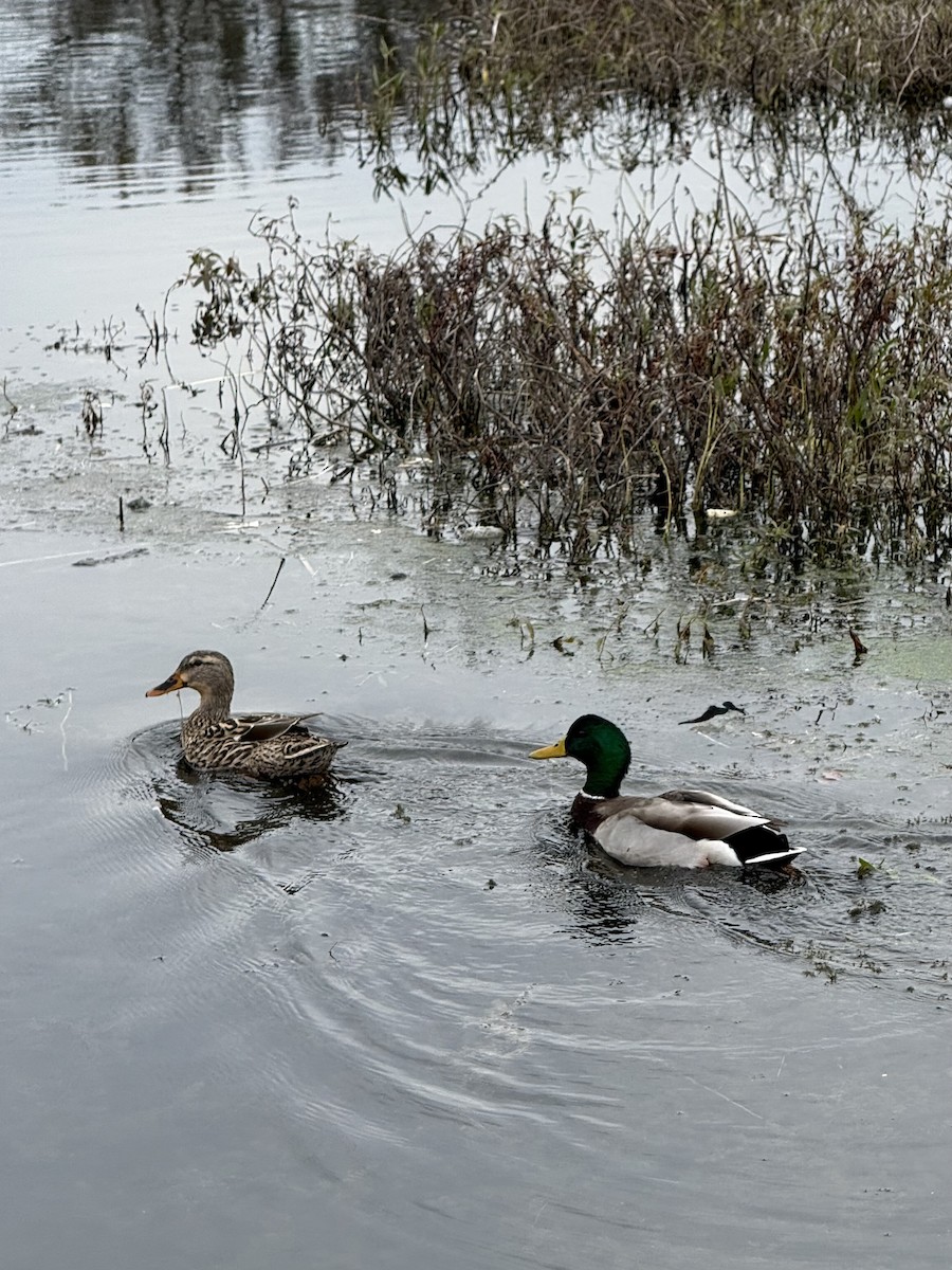 Mallard - ML646415231