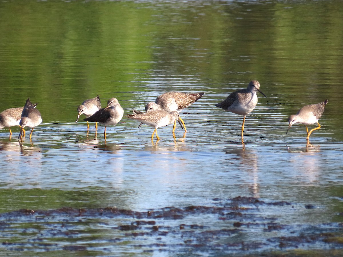 Lesser Yellowlegs - ML646415232
