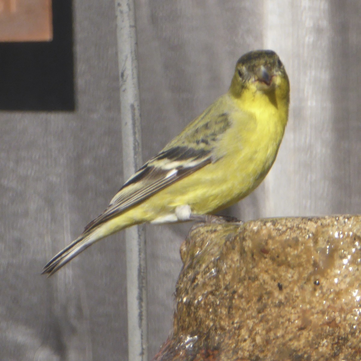 Lesser Goldfinch - ML646415233