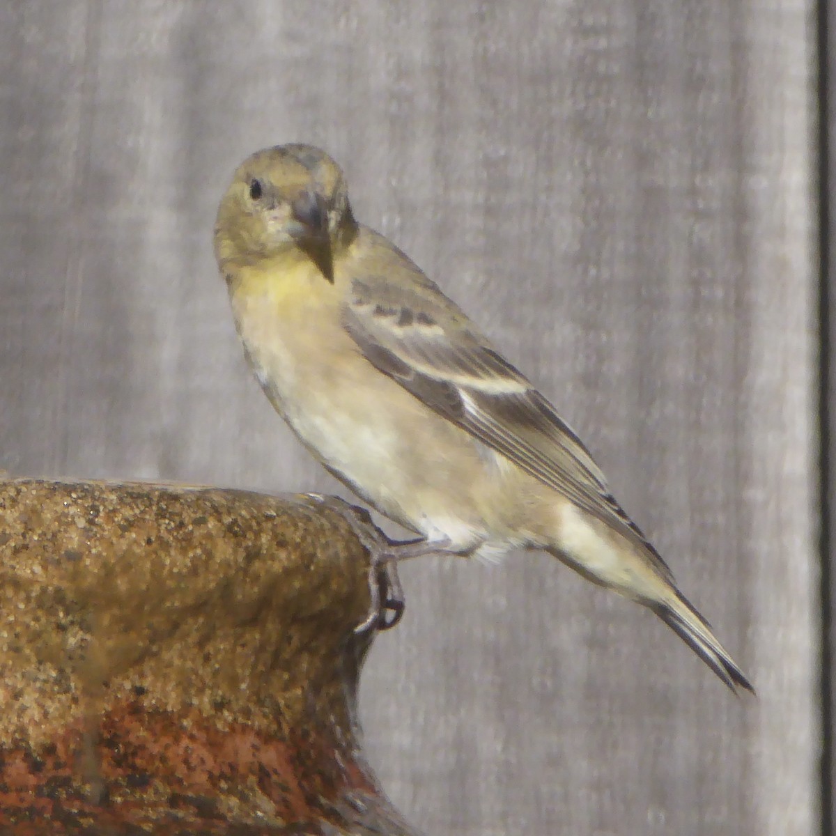 Lesser Goldfinch - ML646415235