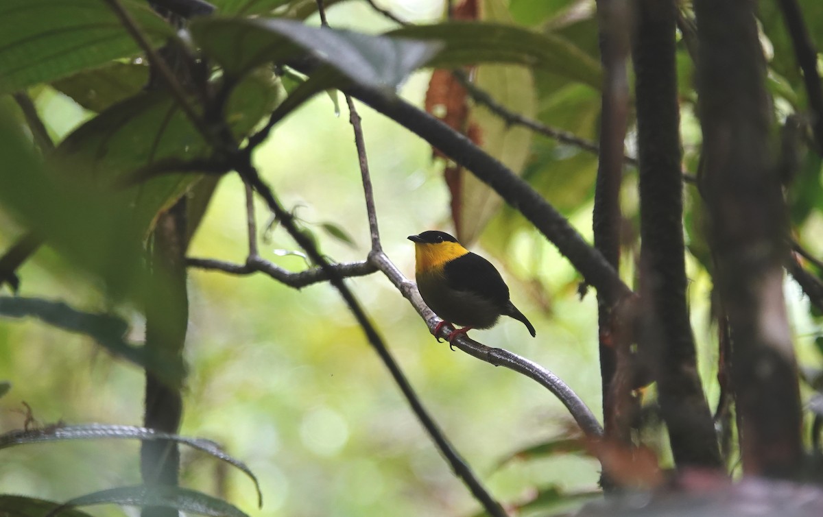 Golden-collared Manakin - ML646415236