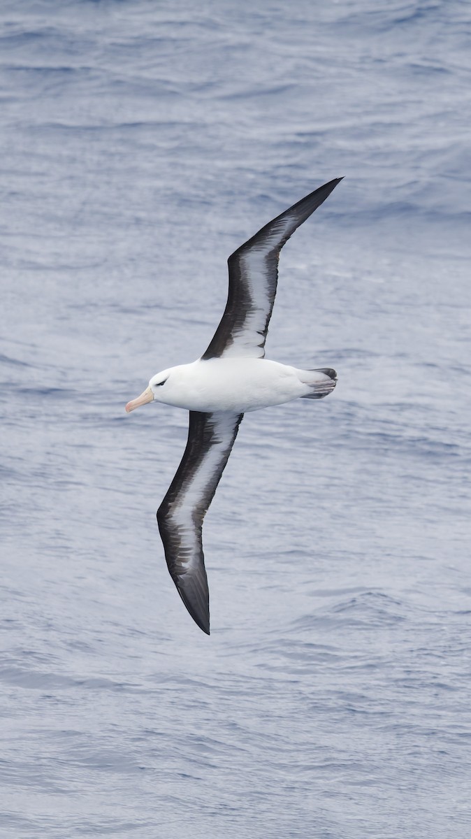 Black-browed Albatross - ML646415237