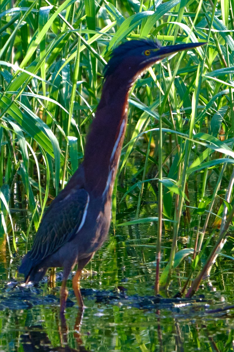 Garcilla Verde - ML646415238