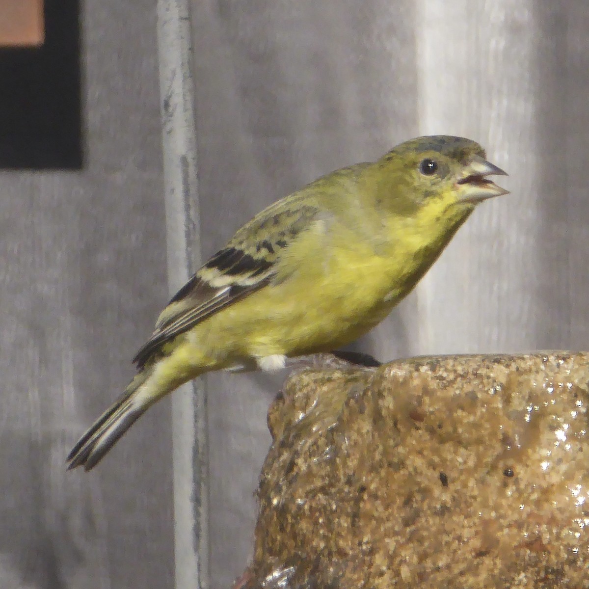 Lesser Goldfinch - ML646415239