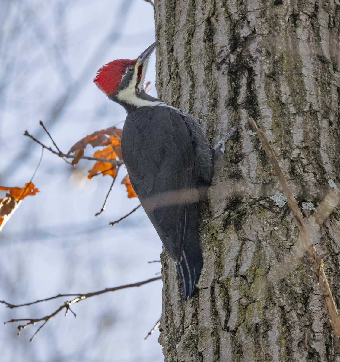 Pileated Woodpecker - ML646415240