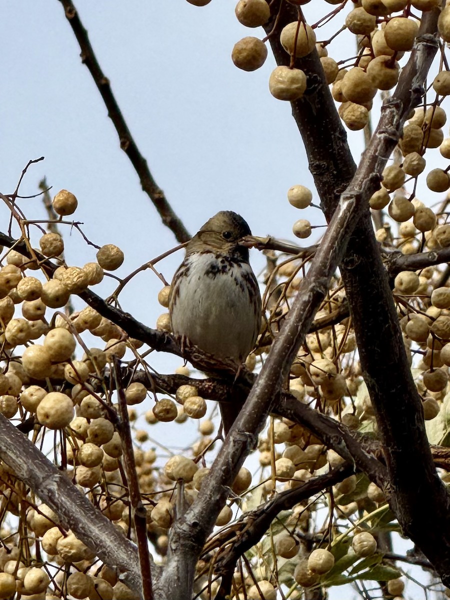 Harris's Sparrow - ML646415241