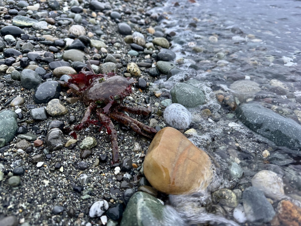 Northern Kelp Crab - ML646415244