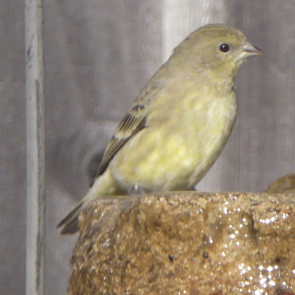 Lesser Goldfinch - ML646415245