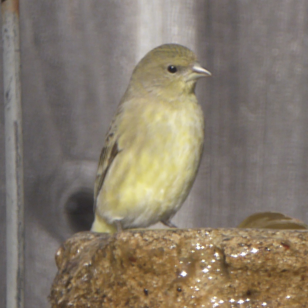 Lesser Goldfinch - ML646415246