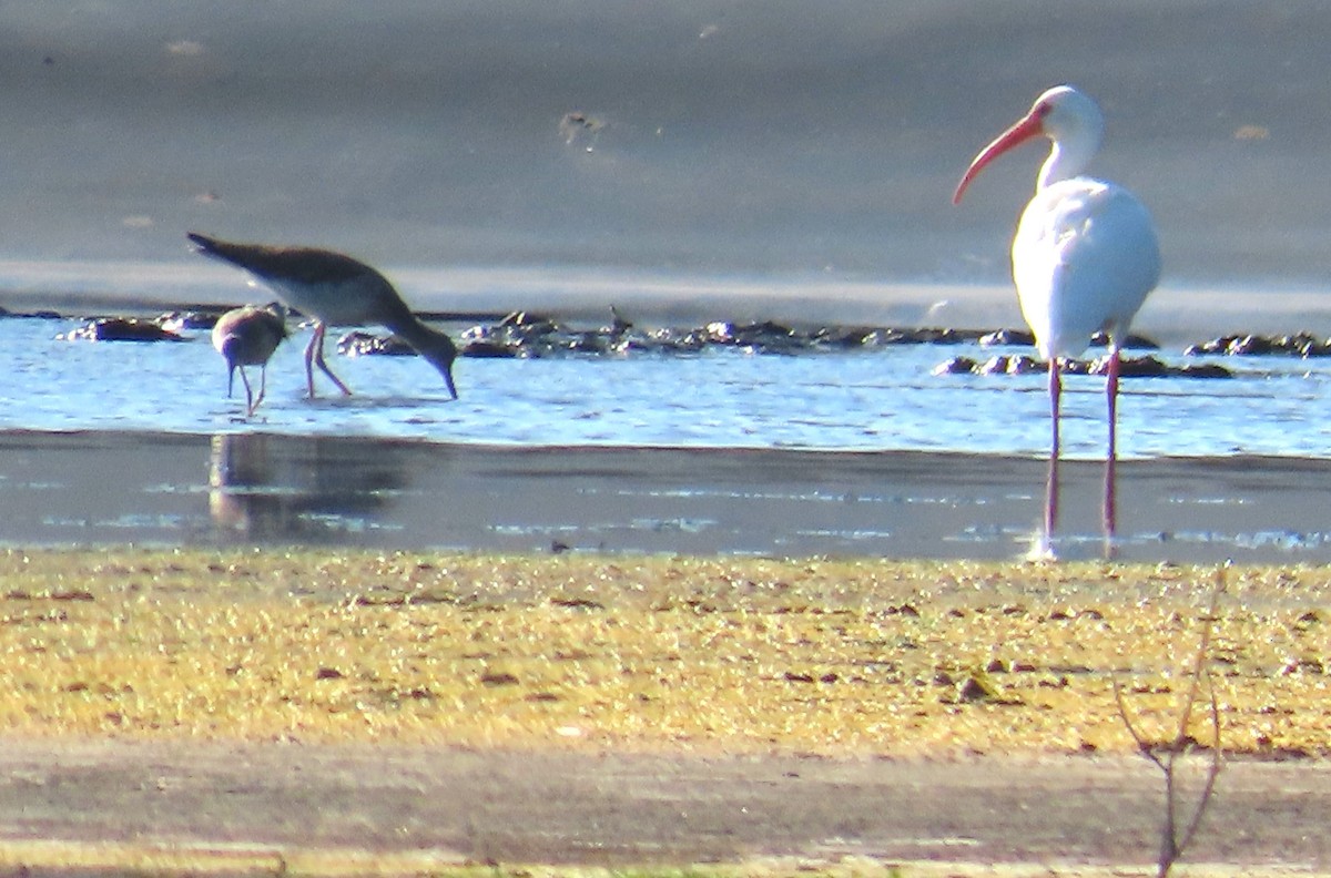 Greater Yellowlegs - ML646415248