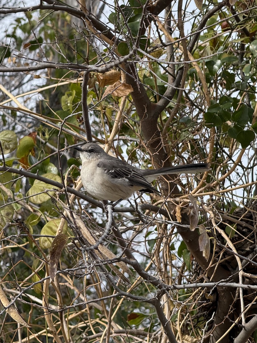Northern Mockingbird - ML646415251