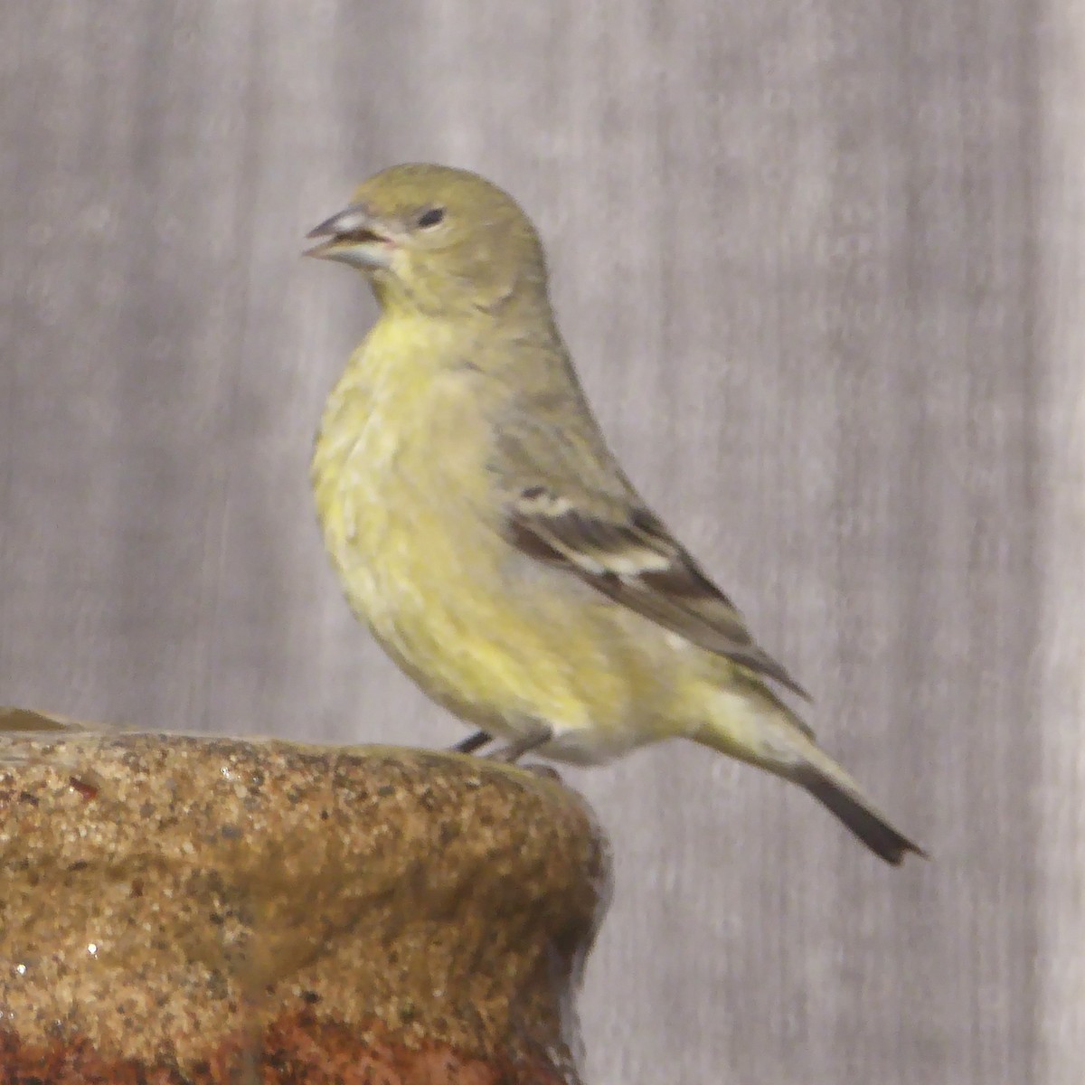 Lesser Goldfinch - ML646415252