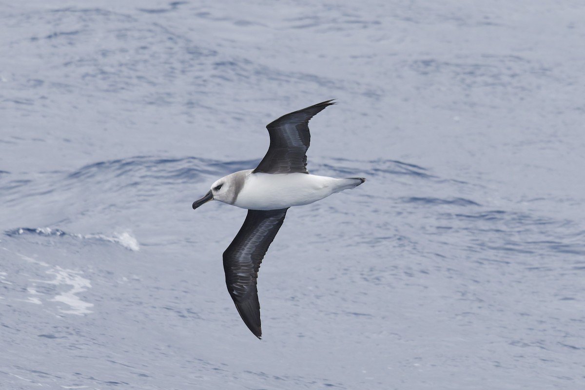 Gray-headed Albatross - ML646415253