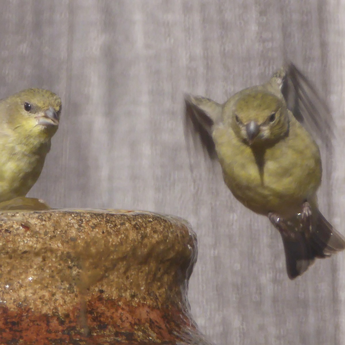 Lesser Goldfinch - ML646415254