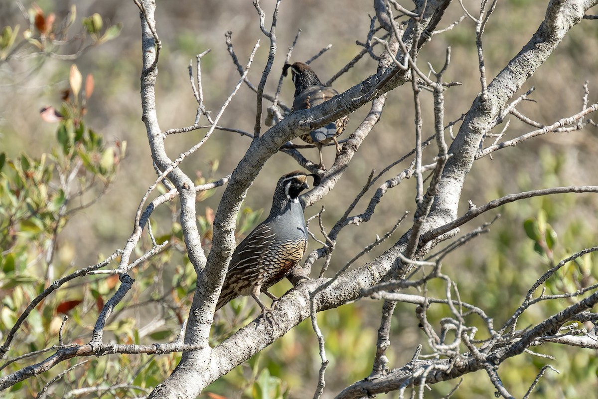 křepel kalifornský - ML646415256