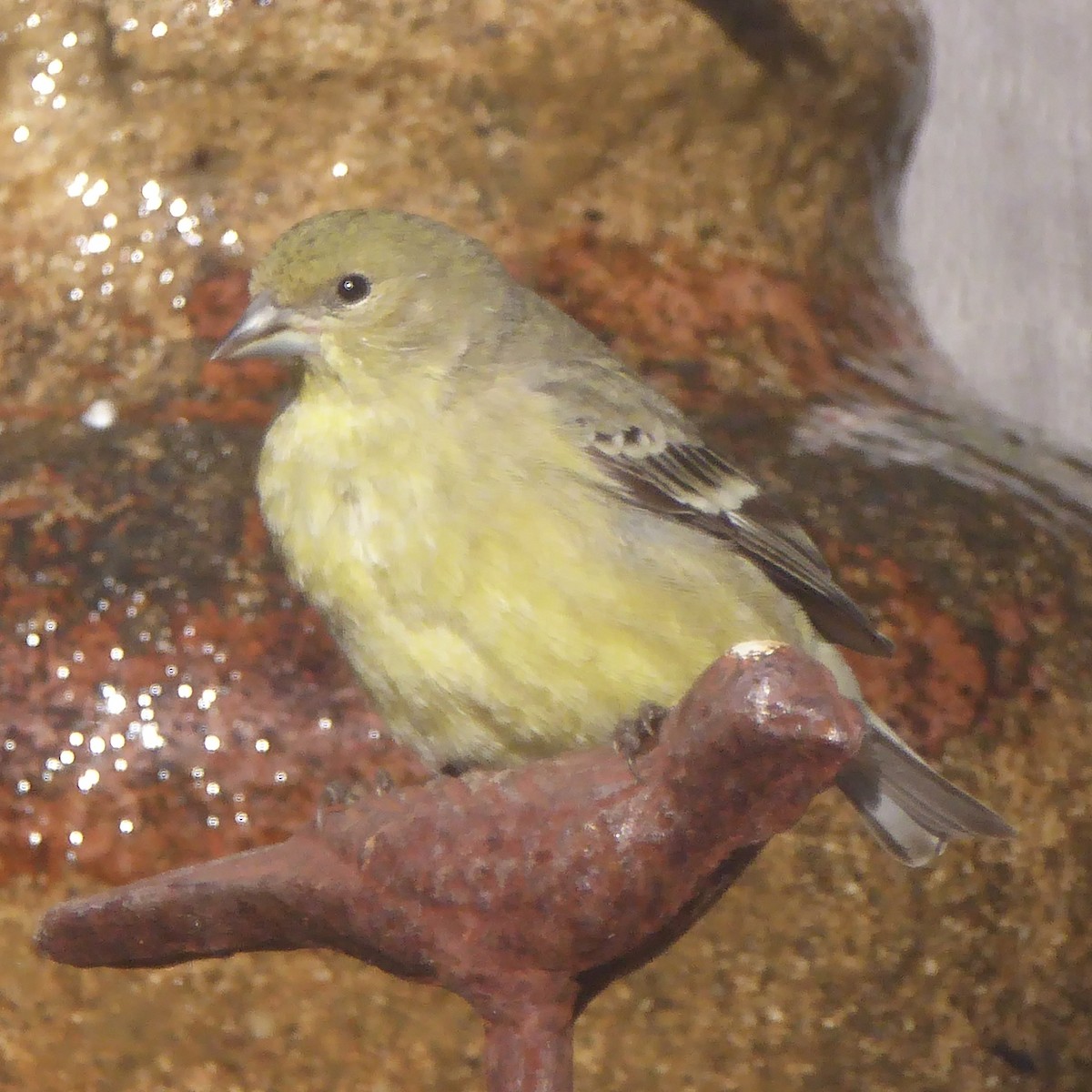 Lesser Goldfinch - ML646415259