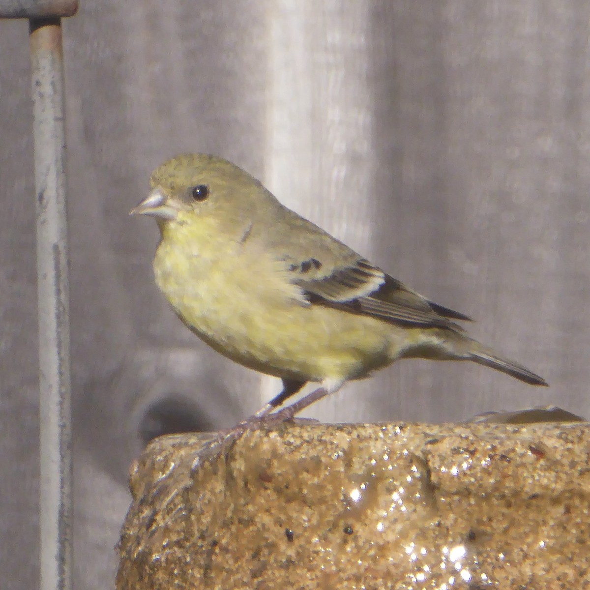 Lesser Goldfinch - ML646415264