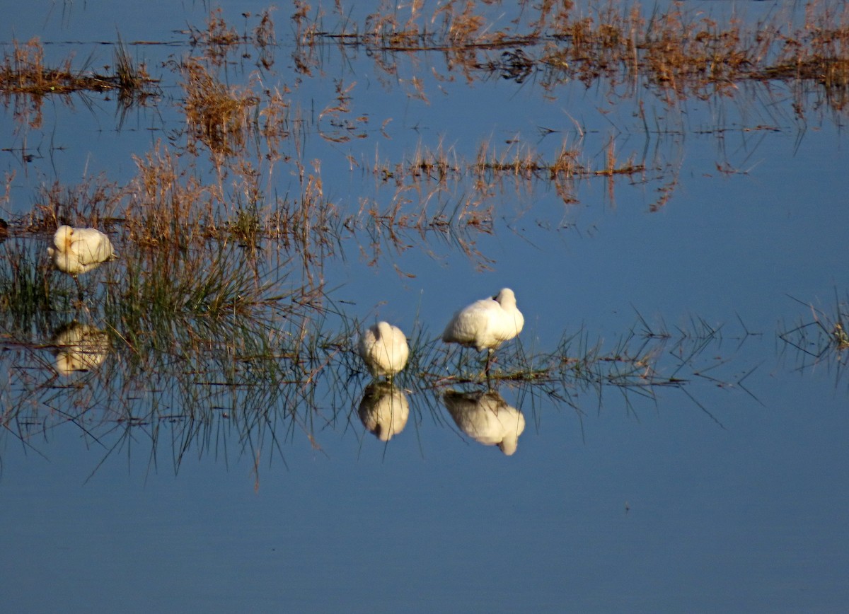Eurasian Spoonbill - ML646415266