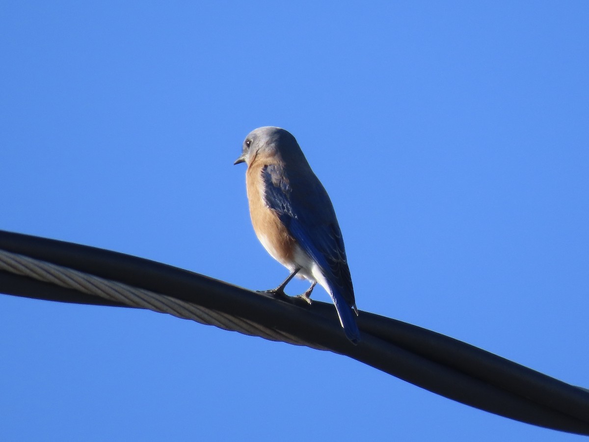 Eastern Bluebird - ML646415275