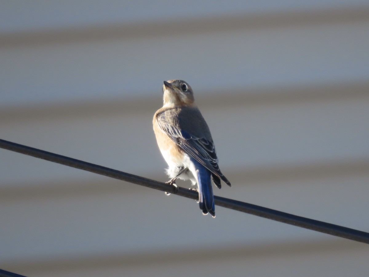 Eastern Bluebird - ML646415277
