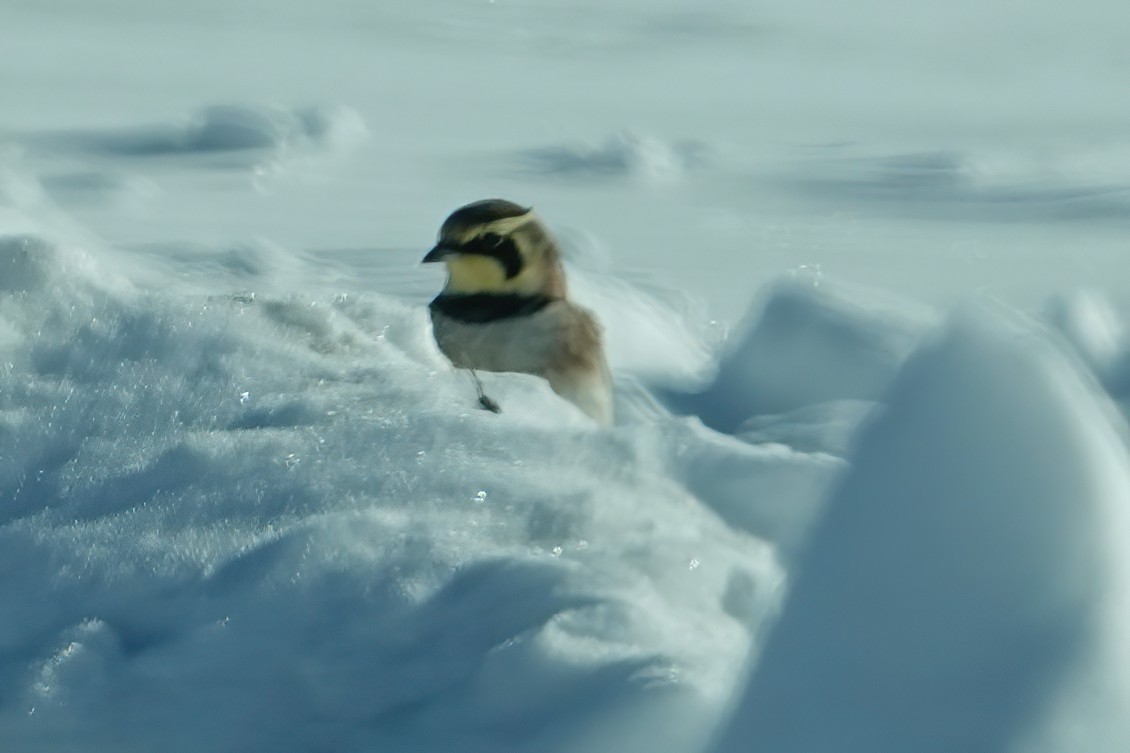 Horned Lark - ML646415278