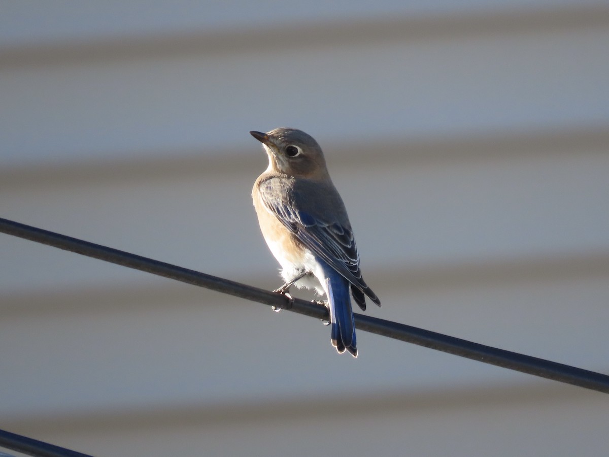Eastern Bluebird - ML646415279