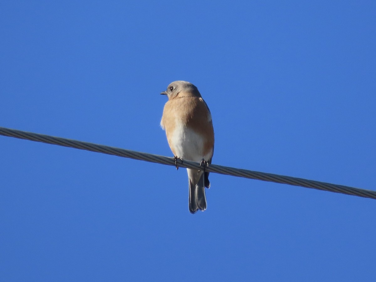 Eastern Bluebird - ML646415281