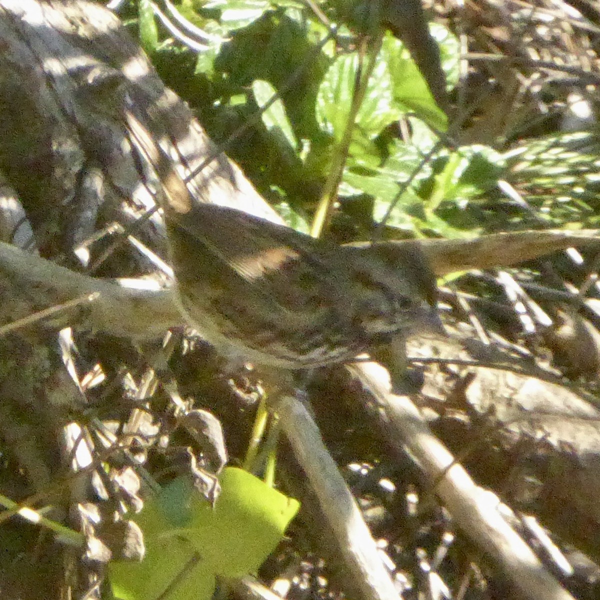 Song Sparrow - ML646415282