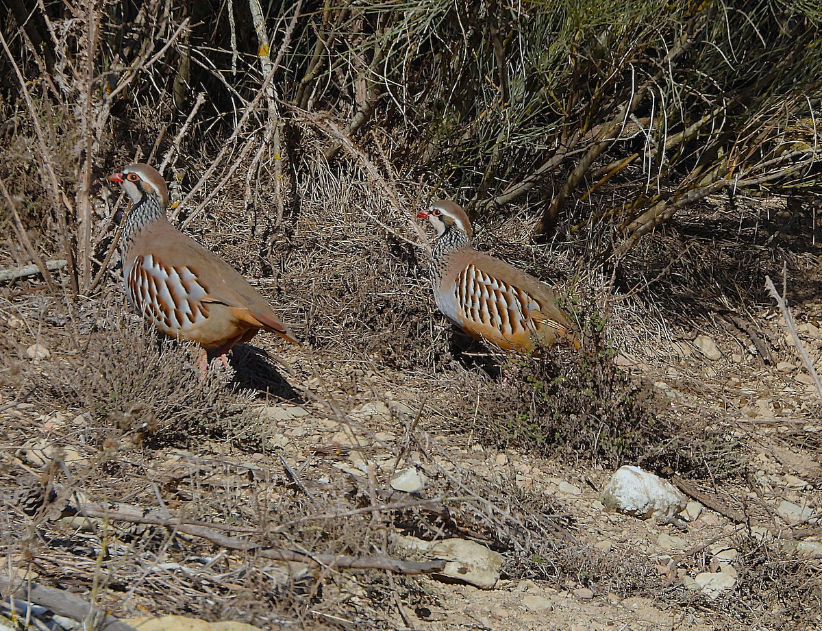 Red-legged Partridge - ML646415283