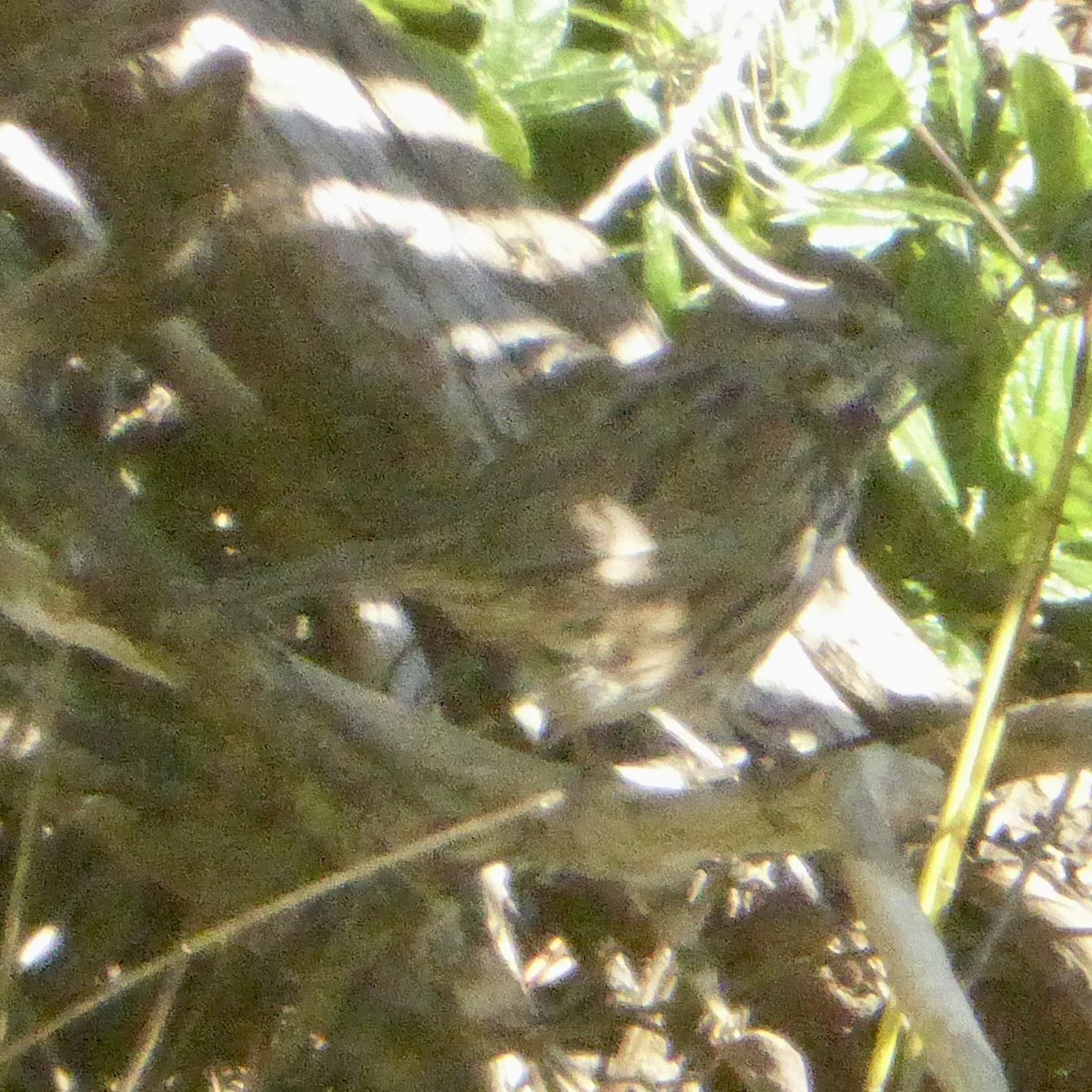 Song Sparrow - ML646415285
