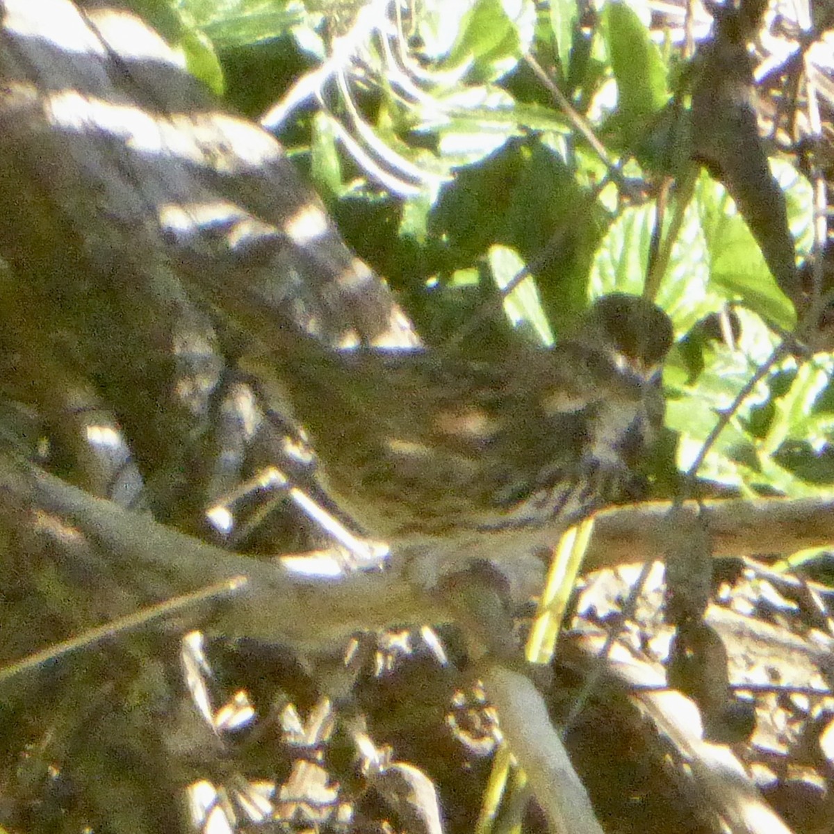 Song Sparrow - ML646415287