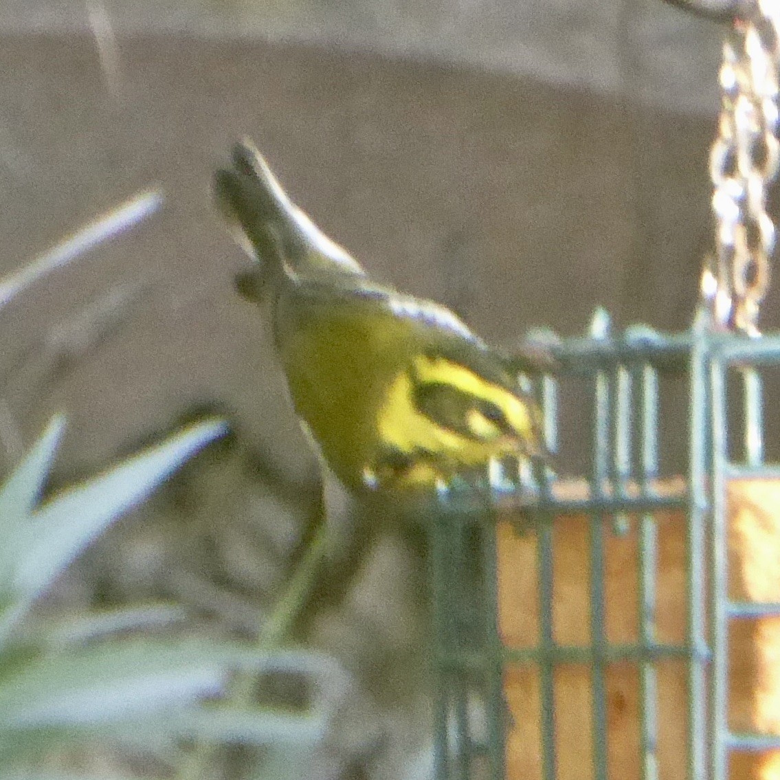 Townsend's Warbler - ML646415293