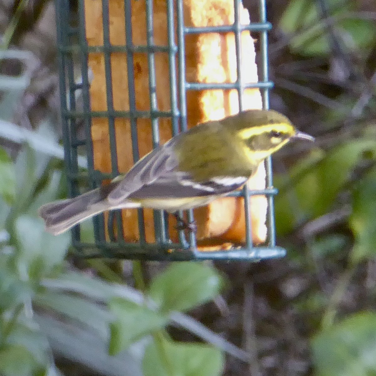Townsend's Warbler - ML646415294