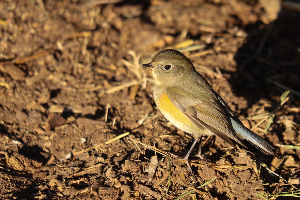 Red-flanked Bluetail - ML646415295