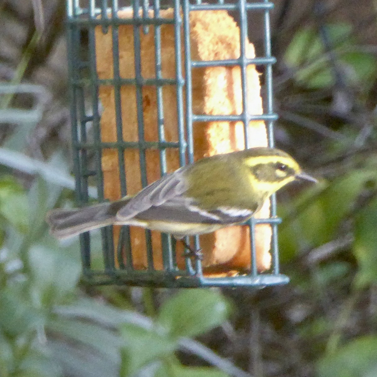 Townsend's Warbler - ML646415299