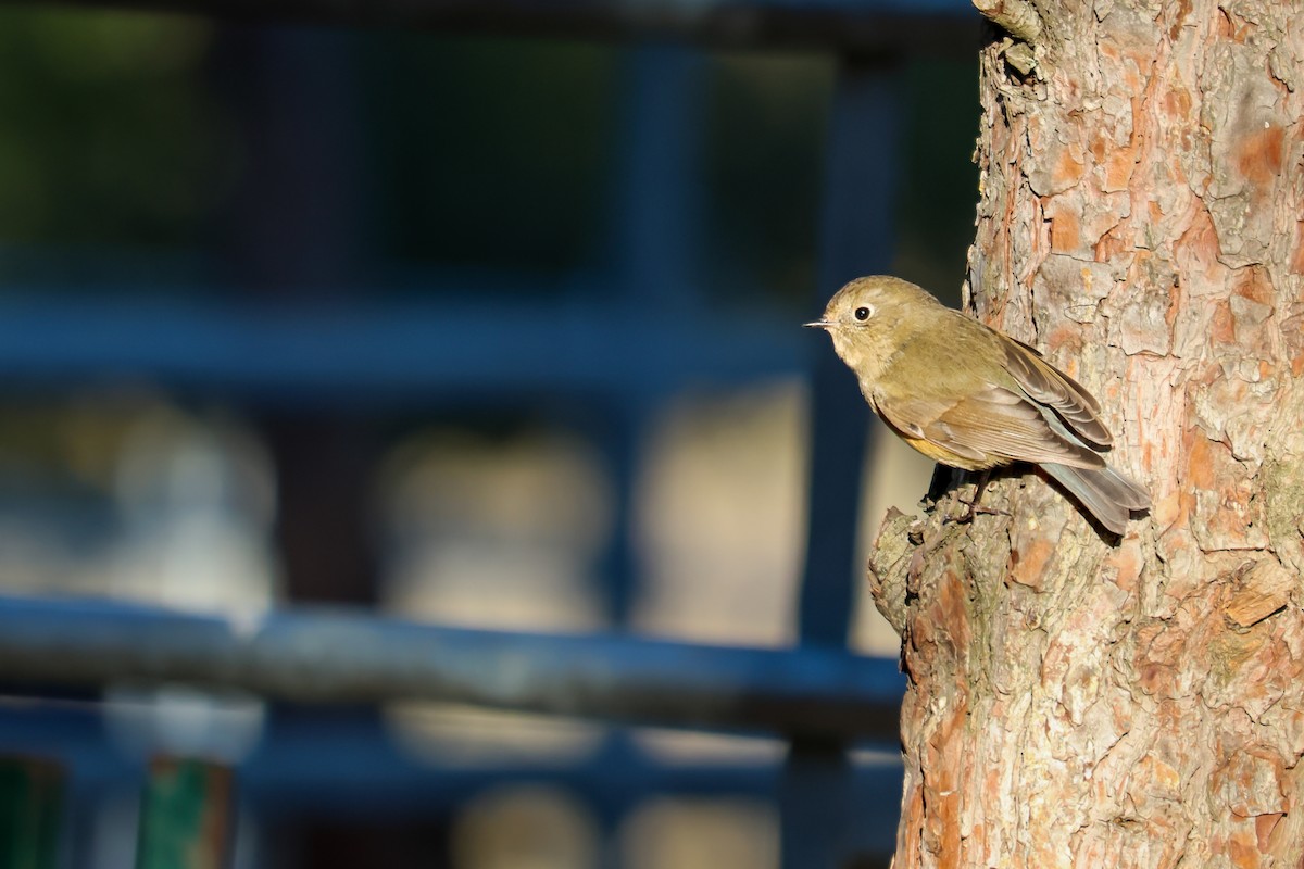 Red-flanked Bluetail - ML646415300
