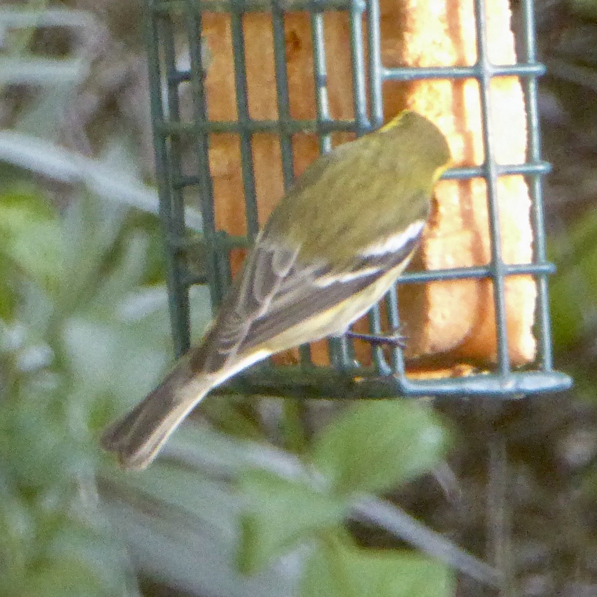 Townsend's Warbler - ML646415302