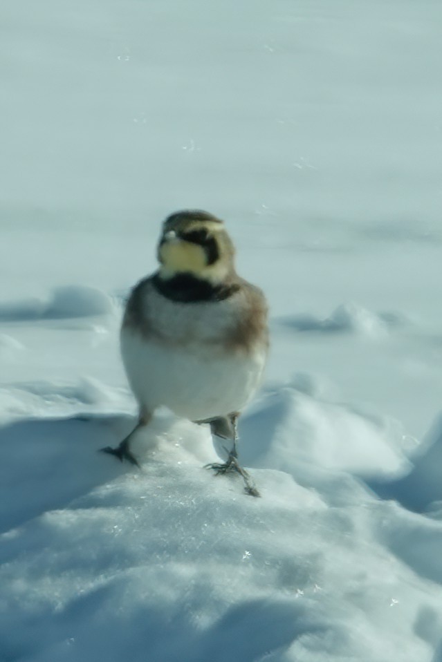 Horned Lark - ML646415303