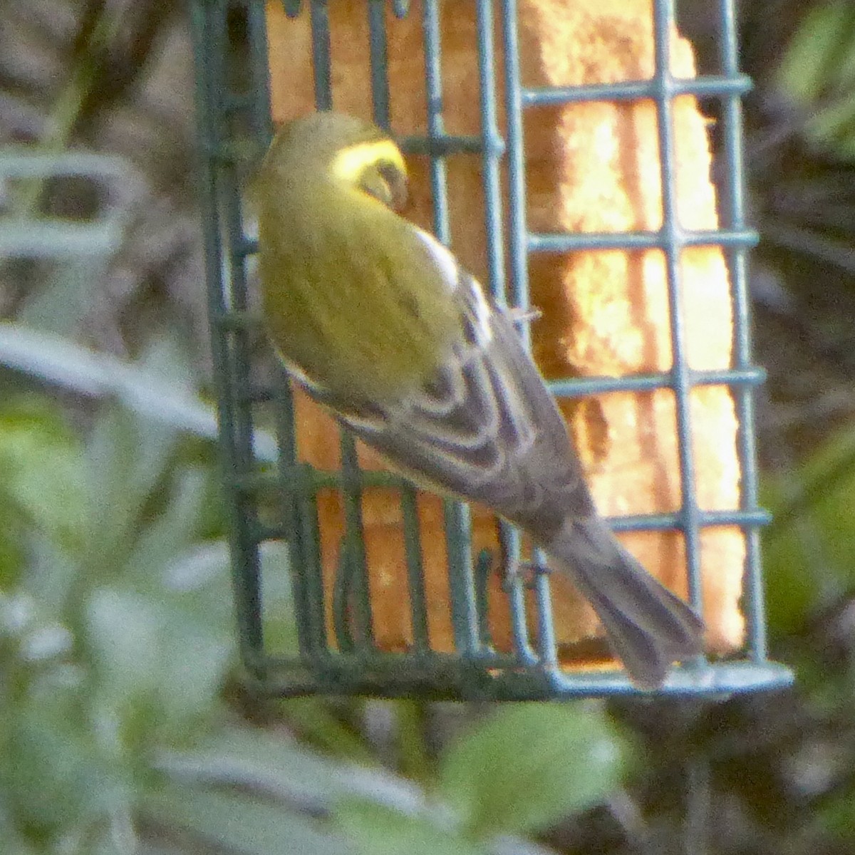 Townsend's Warbler - ML646415304