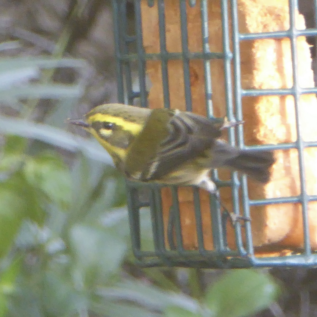 Townsend's Warbler - ML646415305