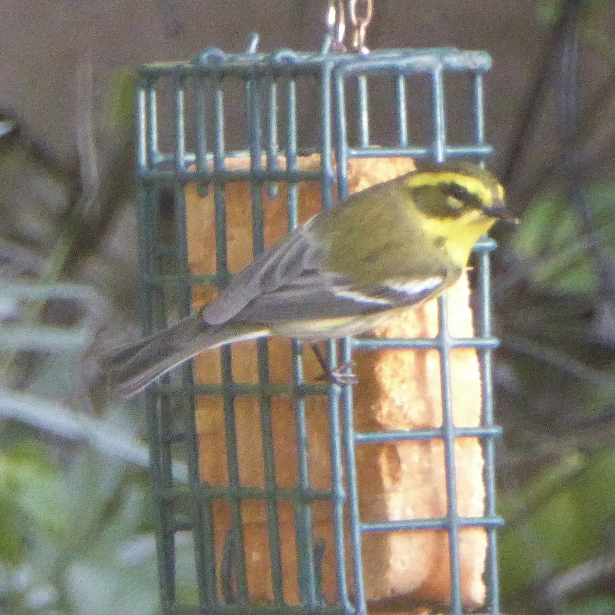 Townsendwaldsänger - ML646415307