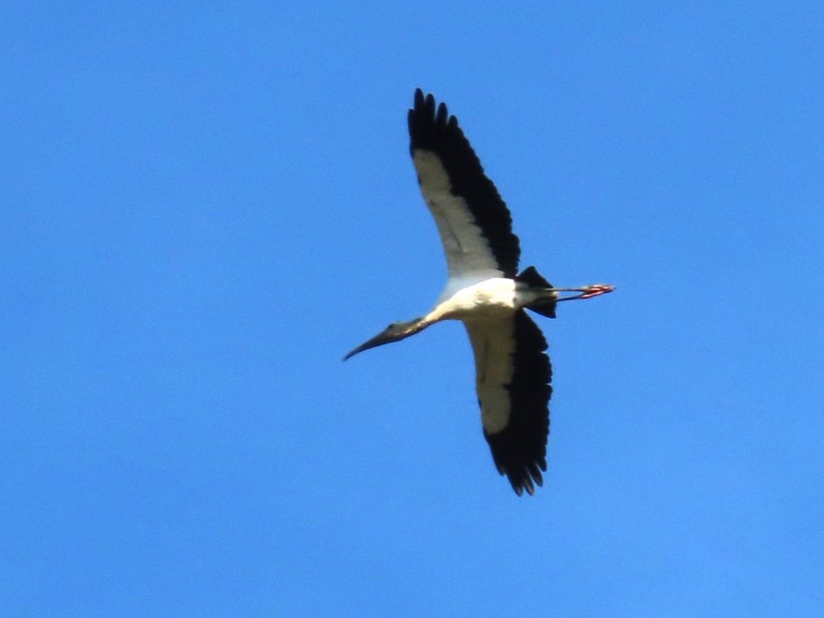 Waldstorch - ML646415308