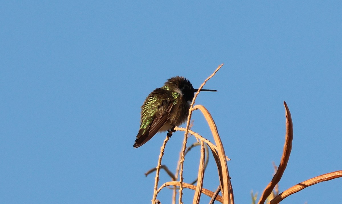 Veilchenkopfelfe - ML646415309