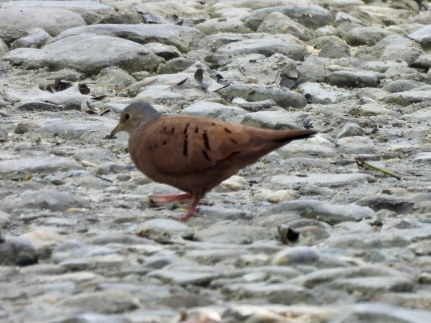 Rosttäubchen - ML646415310