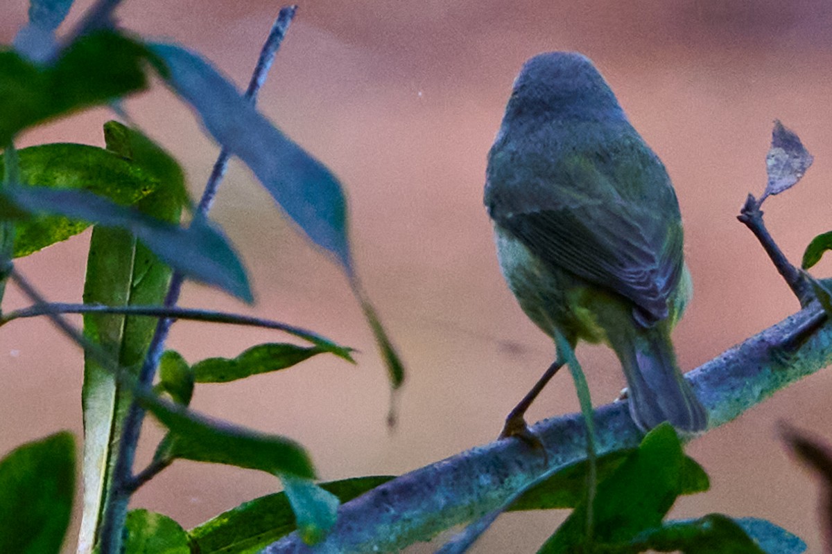 Orangefleck-Waldsänger - ML646415311