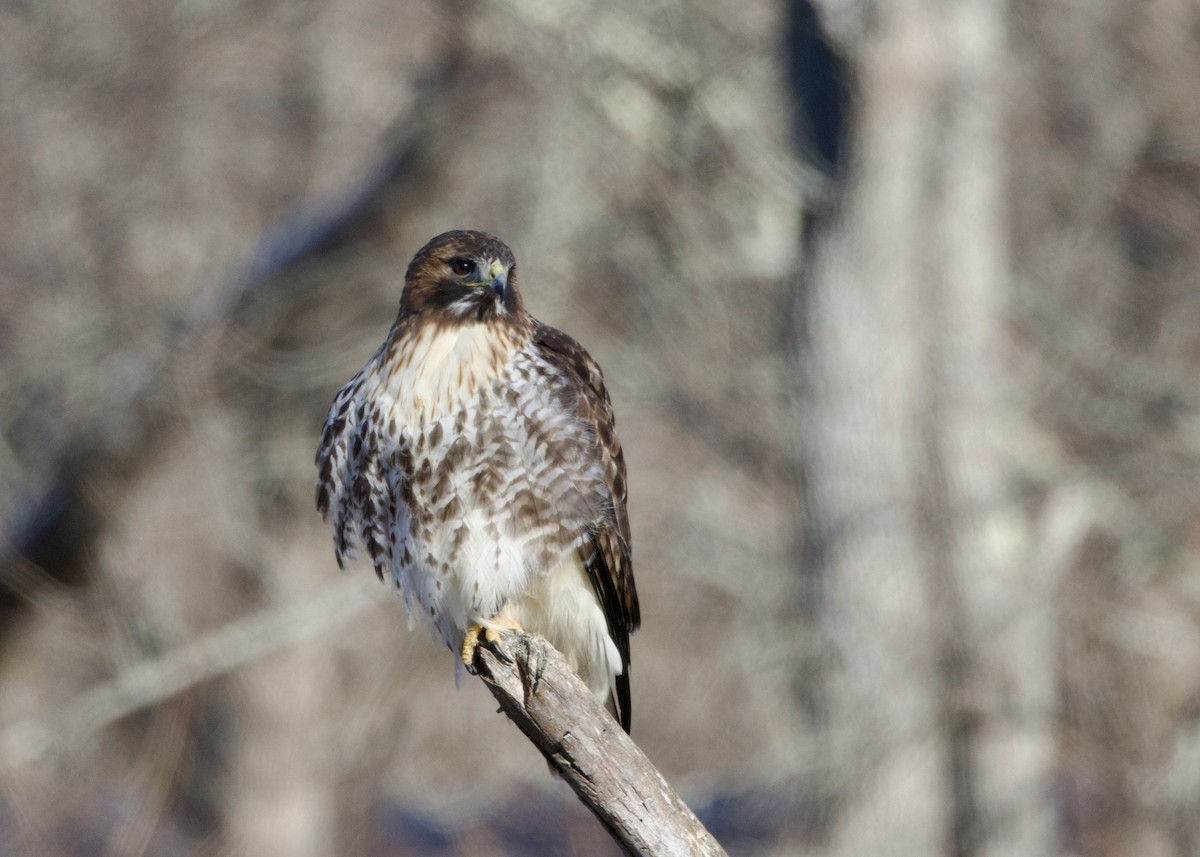 Rotschwanzbussard - ML646415312