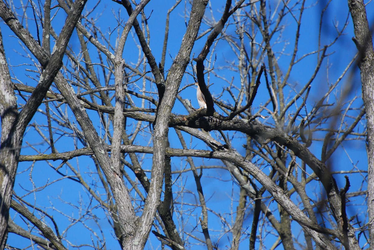 Rundschwanzhabicht - ML646415315