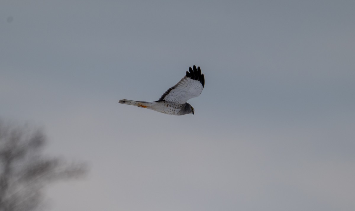 Hudsonweihe - ML646415317